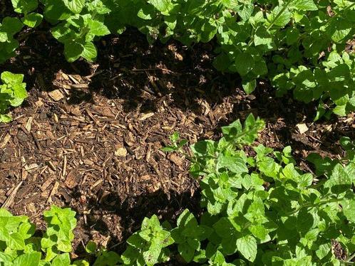 Houtmulch - 960 Liter, Tuin en Terras, Tuinwanddecoratie, Verzenden