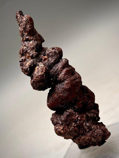 Perfect gevormde fossiel ontlasting - Fossiel fragment -, Verzamelen, Mineralen en Fossielen
