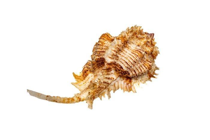 Superbus Murex ***ZONDER MINIMUMPRijs*** Taxidermie, Verzamelen, Dierenverzamelingen