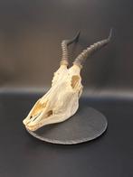 Blesbok Schedel - Damaliscus phillipsi - 35 cm - 22 cm - 44, Verzamelen, Dierenverzamelingen, Nieuw