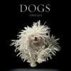 Dogs 9780810996533 Tim Flach, Verzenden, Zo goed als nieuw, Tim Flach