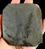 Fossiele plant met uitzonderlijke conservering!! - Cola de