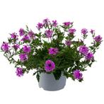 Verbena canadensis Veracity Rose (Roze, Tuinplanten), Ophalen of Verzenden, Vaste plant, Bodembedekkers, Halfschaduw
