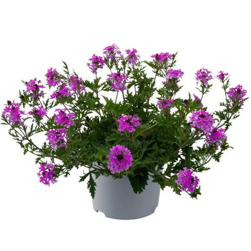 Verbena canadensis Veracity Rose (Roze, Tuinplanten), Tuin en Terras, Planten | Tuinplanten, Bodembedekkers, Vaste plant, Halfschaduw