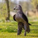 Metalen Tuinbeeld Arend - Mooievogels.nl, Ophalen of Verzenden, Nieuw, Metaal, Dierenbeeld