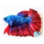 CeramicNature Beta Fish Plush 17x7x14cm, Dieren en Toebehoren, Nieuw, Ophalen of Verzenden