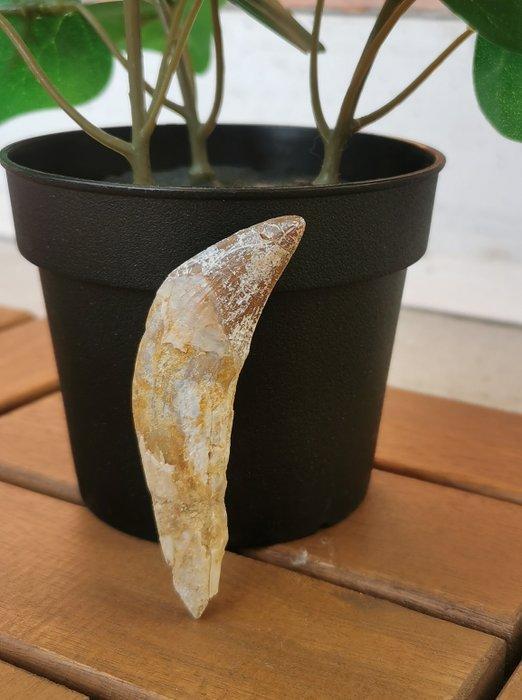 Walvis - Fossiele tand - Basilosauridae - 7.2 cm (Zonder, Verzamelen, Mineralen en Fossielen