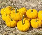 Yellow Jacket F1 PMT pompoen Kleine geplooide 250 zaden, Ophalen of Verzenden, Nieuw