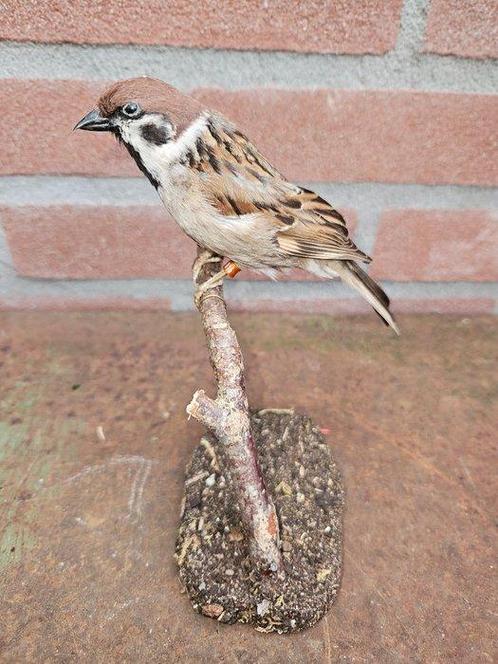 Ringmus Taxidermie volledige montage - Passer montanus - 19, Verzamelen, Dierenverzamelingen