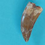 Dinosaurus - Fossiele tand - Carcharodontosaurus sp. - 47 mm