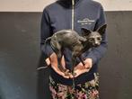 Beeld, Bronze Sphynx Cat Hand-Crafted - 21 cm - Brons - 2025