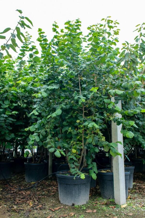 Corylus colurna meerstammig, Tuin en Terras, Planten | Tuinplanten