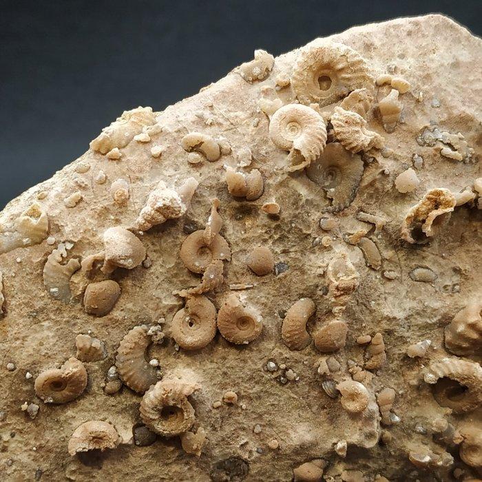 Silicifieerde mini-ammonieten, gastropoden en tweekleppigen, Verzamelen, Mineralen en Fossielen