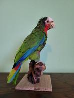 Cuban Amazon - Taxidermie volledige montage - Amazona, Nieuw