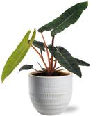 Philodendron Billietiae - Ø12cm - 25cm + Beau Pot D14x13cm, Verzenden