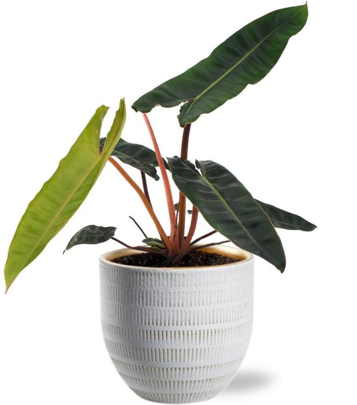 Philodendron Billietiae - Ø12cm - 25cm + Beau Pot D14x13cm, Tuin en Terras, Bloembollen en Zaden, Verzenden