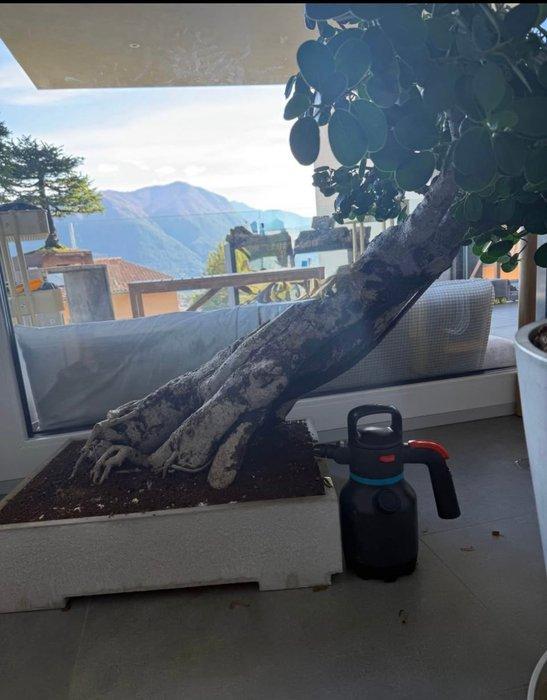 Vijgenboom bonsai (Ficus) - Hoogte (boom): 100 cm - Diepte, Antiek en Kunst, Curiosa en Brocante