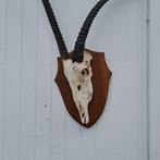 Oryx Taxidermie wandmontage - Oryx gazella - très grand -, Nieuw