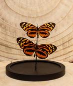 Vlinder Taxidermie volledige montage - Heliconius - 16 cm -, Nieuw