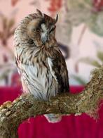 Long-Eared Owl Taxidermie volledige montage - Asio otus -, Nieuw
