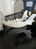 Rode vos Schedel - Vulpes vulpes - 7 cm - 9 cm - 15 cm