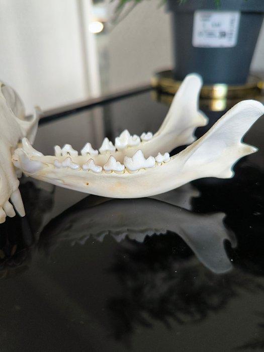 Rode vos Schedel - Vulpes vulpes - 7 cm - 9 cm - 15 cm, Antiek en Kunst, Curiosa en Brocante