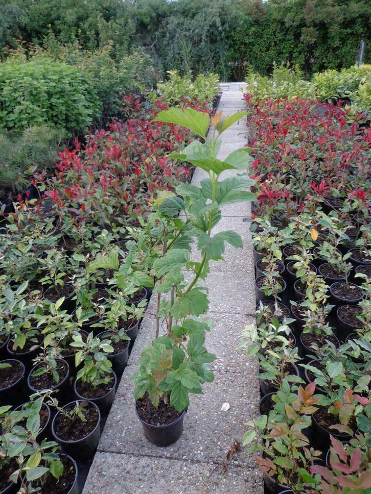 gelderse roos , viburnum opulus in pot, Tuin en Terras, Planten | Bomen, In pot, Minder dan 100 cm, Ophalen of Verzenden