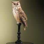 Siberische Oehoe Taxidermie Opgezette Dieren By Max, Ophalen of Verzenden, Nieuw, Vogel, Opgezet dier