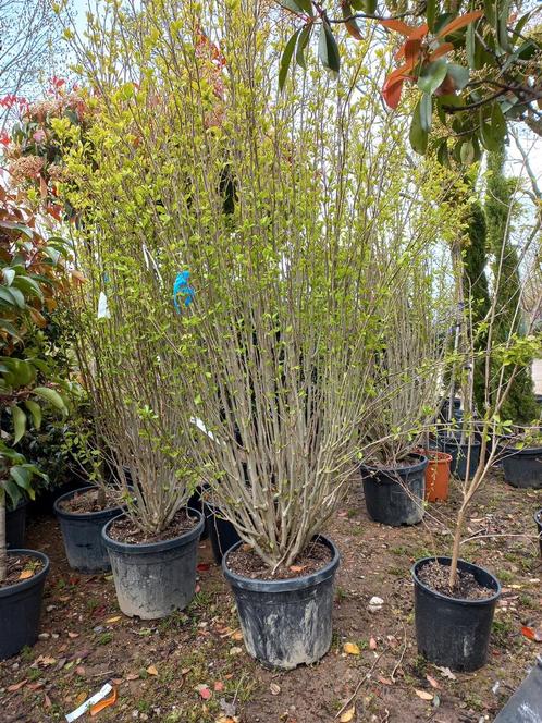 Hibiscus syriacus White Chiffon, Tuin en Terras, Planten | Struiken en Hagen, Ophalen