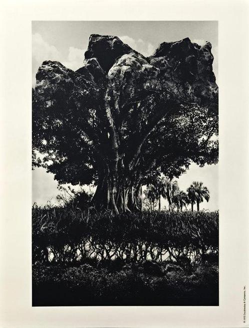 Jerry Uelsmann - Rock Tree, 1969, Antiek en Kunst, Kunst | Designobjecten