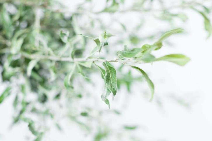 Pyrus salicifolia Pendula treurvorm 80cm stam, Tuin en Terras, Planten | Tuinplanten