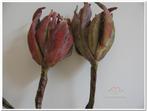 Magnolia x8 70cm. Rusty +Groen  foam Bloemen, Nieuw, Ophalen of Verzenden