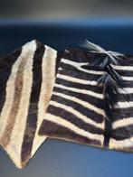 Zebra Balg - Equus quagga - 40 cm - 40 cm - 1 cm -