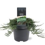 Juniperus hor. Wiltonii 30-40 cm Conifeer, Tuin en Terras, Verzenden