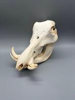 Wrattenzwijn Schedel van een zoogdier - Phacochoerus