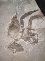 Een garnaal is zijn schil aan het pellen. - Gefossiliseerd, Verzamelen, Mineralen en Fossielen