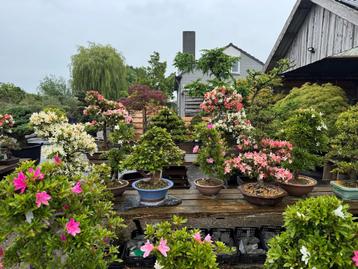 Bonsai sale 30-50% op alle Bonsai. beschikbaar voor biedingen