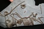 Ichthyosaurus - Gefossiliseerd dier - Placa fósil con