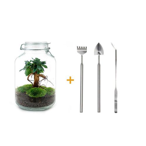DIY terrarium - Jar - Ficus Ginseng bonsai -  28 cm - Rake, Huis en Inrichting, Kamerplanten, Verzenden