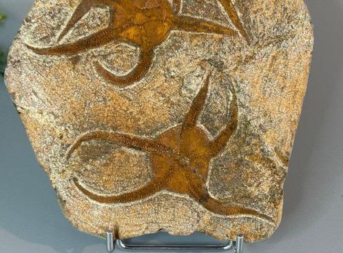 Perfect bewaarde groep slangsterren (Ophiuroidea) in, Verzamelen, Mineralen en Fossielen