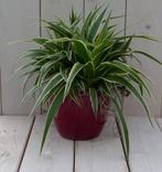 Chlorophytum in donkerrode pot 25 cm, Verzenden