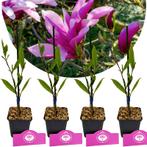 Magnolia Betty + pot 9cm 4 pcs, Verzenden, Volle zon