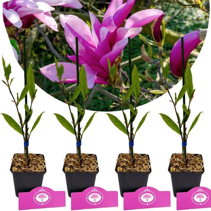 Magnolia Betty + pot 9cm 4 pcs, Tuin en Terras, Planten | Fruitbomen, Volle zon, Verzenden