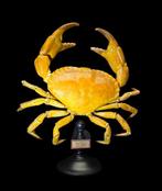Curiosity cabinet- Real Dungeness crab taxidermy - museum