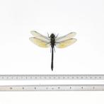 Set van 10 Green Emperor Dragonfly, A1 Spreid Exemplaren, Antiek en Kunst, Curiosa en Brocante