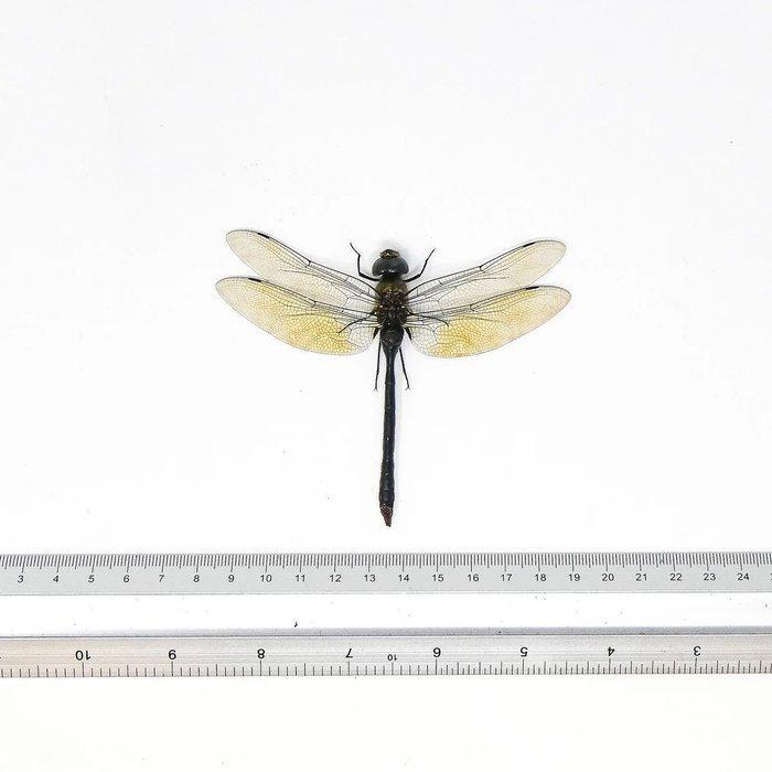 Set van 10 Green Emperor Dragonfly, A1 Spreid Exemplaren, Antiek en Kunst, Curiosa en Brocante
