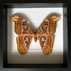 Vlinder Taxidermie volledige montage - Attacus Atlas Femelle, Verzamelen, Dierenverzamelingen, Nieuw