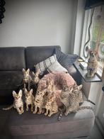 Prachtige sociale Savannah F6 SBT kittens (legaal), Dieren en Toebehoren, Meerdere dieren, Ontwormd, 0 tot 2 jaar