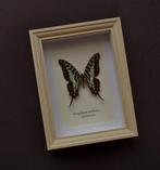 Vlinder Taxidermie volledige montage - Graphium antheus -, Nieuw