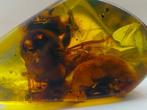 Barnsteen - Huge Fossil Bee in Amber – Pollination and